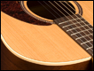 seagull-coastline-cedar-grand-1